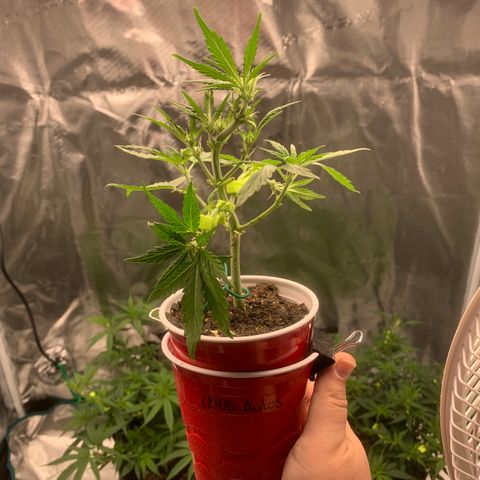 Solo Cup - Mango Smile growlog timeline photo