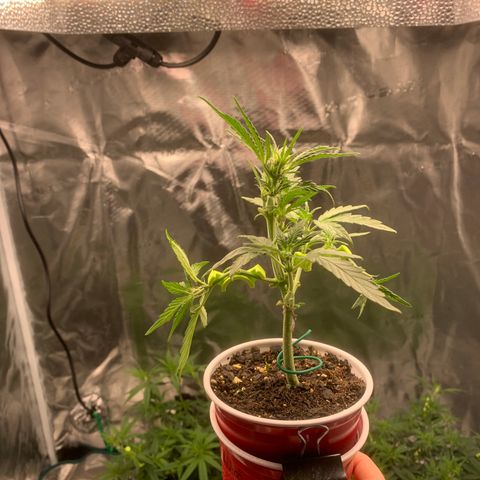 Solo Cup - Mango Smile growlog timeline photo