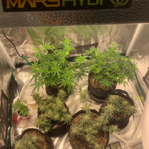 Solo Cup - Mango Smile growlog timeline photo