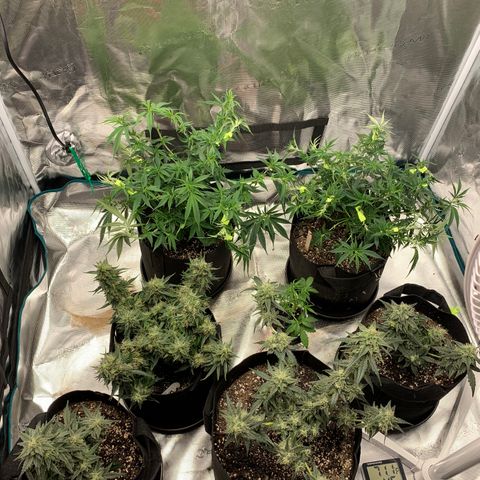 Solo Cup - Mango Smile growlog timeline photo