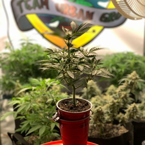 Solo Cup - Mango Smile growlog timeline photo