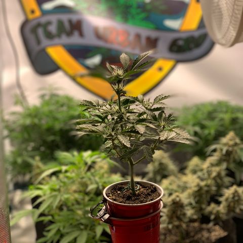 Solo Cup - Mango Smile growlog timeline photo