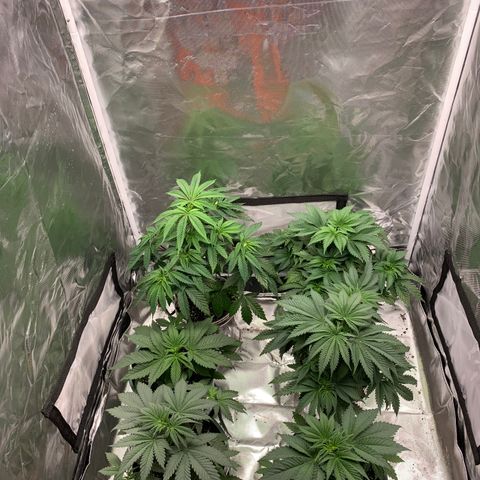Rainbow 4 growlog timeline photo