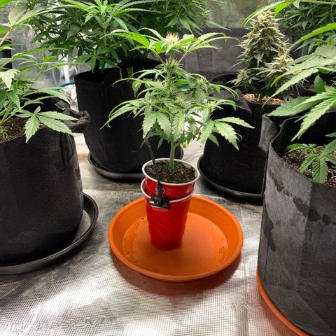 Solo Cup - Mango Smile growlog timeline photo
