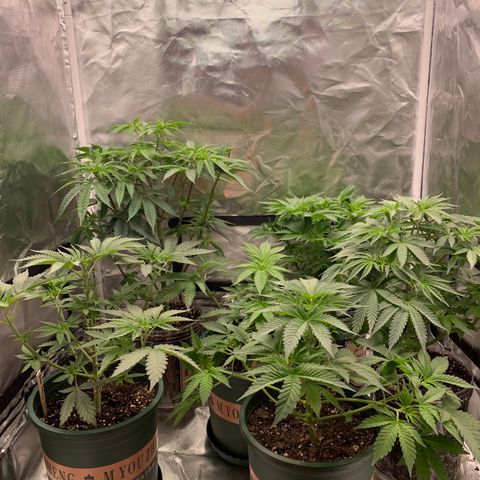 Donut Party 1 growlog timeline photo