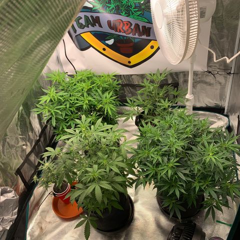 Mango Smile 2 growlog timeline photo