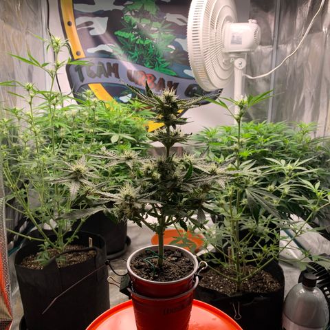 Solo Cup - Mango Smile growlog timeline photo