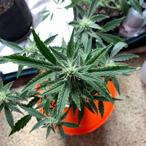 Solo Cup - Mango Smile growlog timeline photo