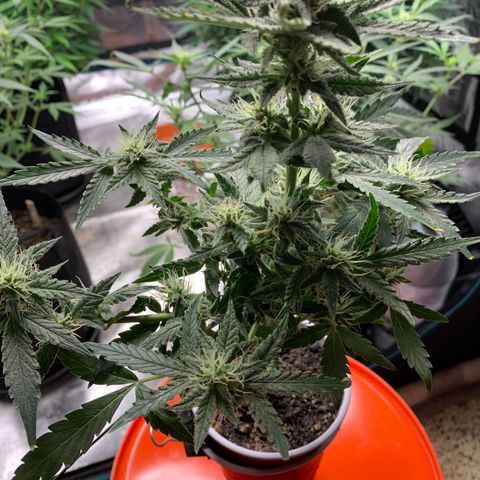 Solo Cup - Mango Smile growlog timeline photo