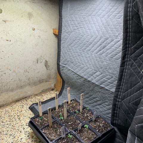 Ayos 1 growlog photo: Irvine seedlings. Ran out of proper space 