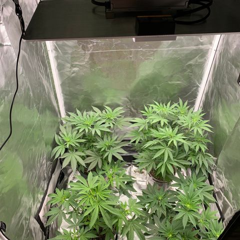 Donut Party 1 growlog timeline photo