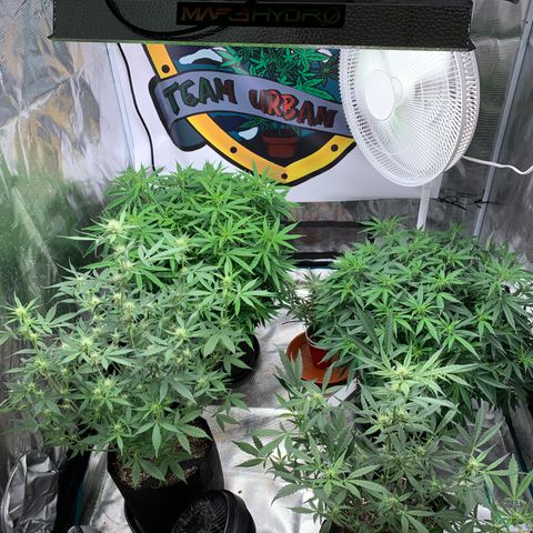 Ayos 1 growlog timeline photo