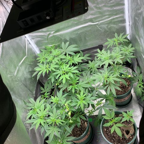 Lemon Drop 2 growlog timeline photo