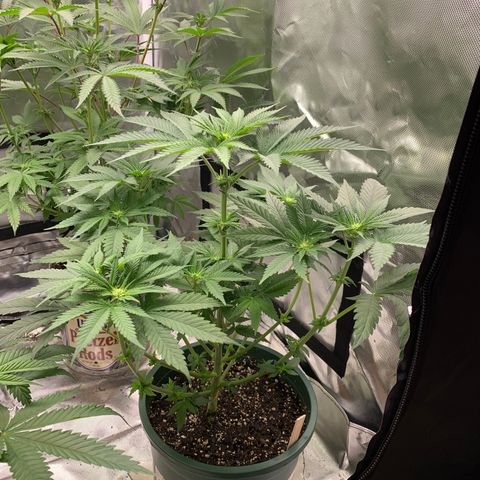 Donut Party 1 growlog timeline photo