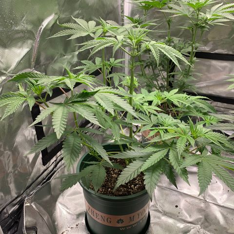 P. Rainbow 5 growlog timeline photo