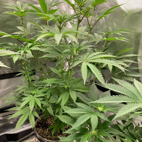 Rainbow 4 growlog timeline photo