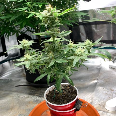 Solo Cup - Mango Smile growlog timeline photo
