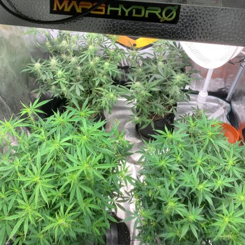Ayos 1 growlog timeline photo