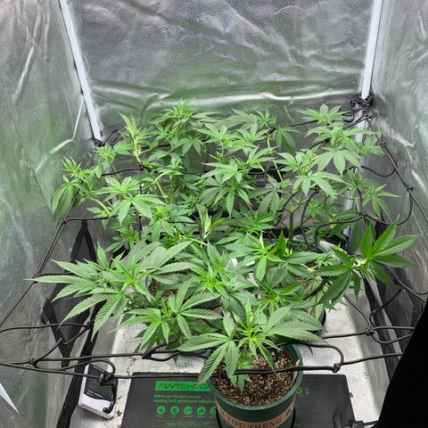 Lemon Drop 2 growlog timeline photo