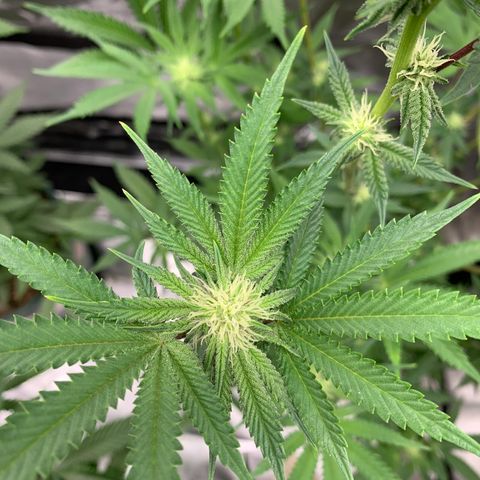 Rainbow 4 growlog timeline photo