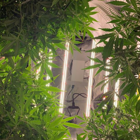 Ayos 1 growlog timeline photo