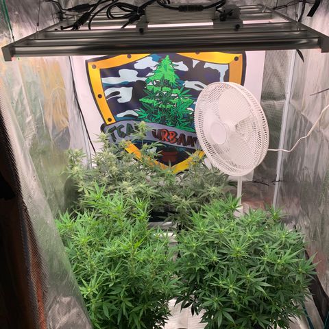 Ayos 1 growlog timeline photo