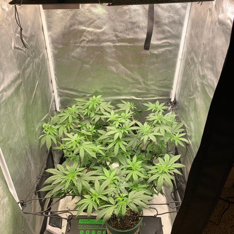 Lemon Drop 2 growlog timeline photo
