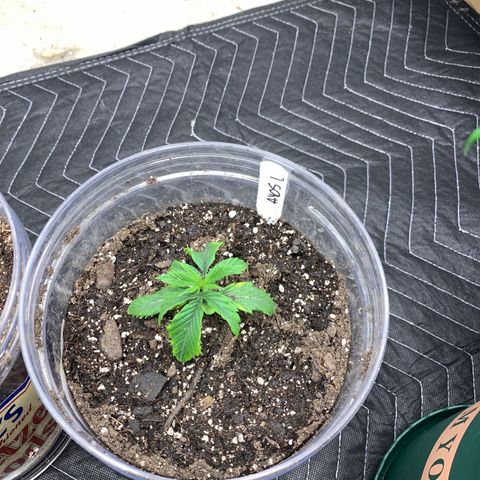 Ayos 1 growlog timeline photo