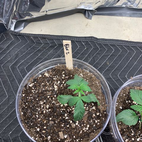 Vanilla Drip growlog timeline photo