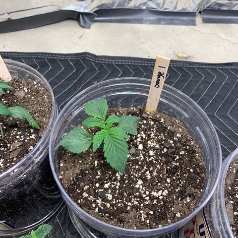 Candyland x Mac 1 growlog timeline photo
