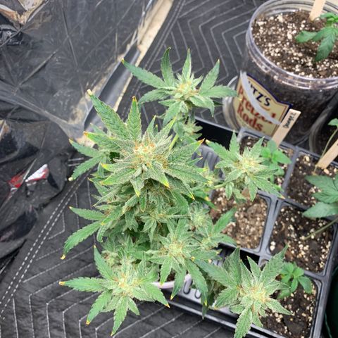 Solo Cup - Mango Smile growlog timeline photo