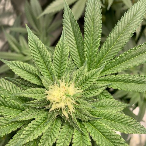 Donut Party 1 growlog timeline photo