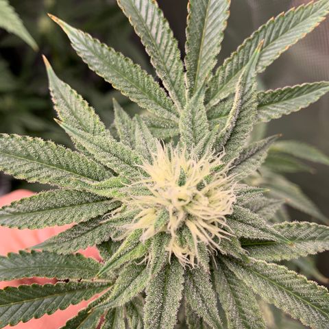Donut Party 1 growlog timeline photo