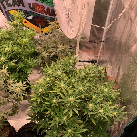 Ayos 1 growlog timeline photo