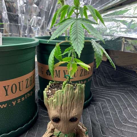Ayos 1 growlog timeline photo