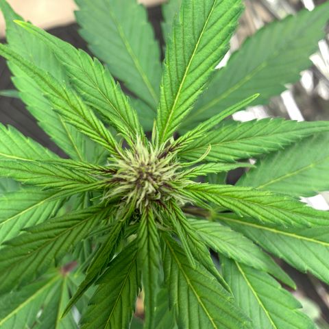 Ayos 1 growlog timeline photo
