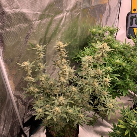Ayos 1 growlog timeline photo