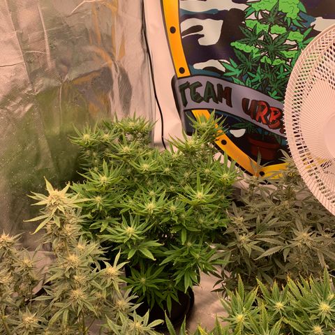 Ayos 1 growlog timeline photo