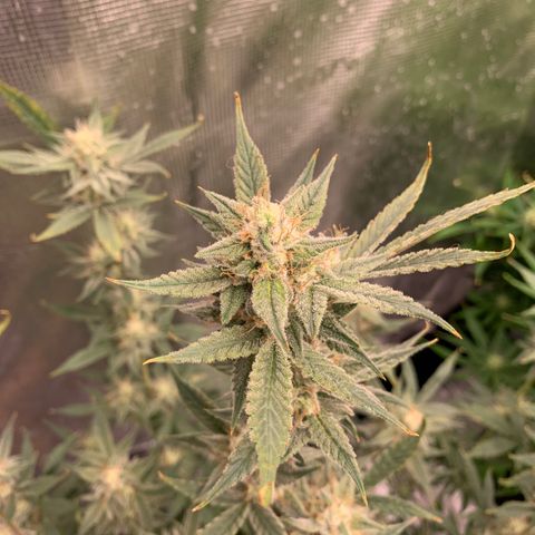 Ayos 1 growlog timeline photo