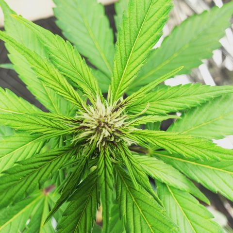 Ayos 1 growlog timeline photo