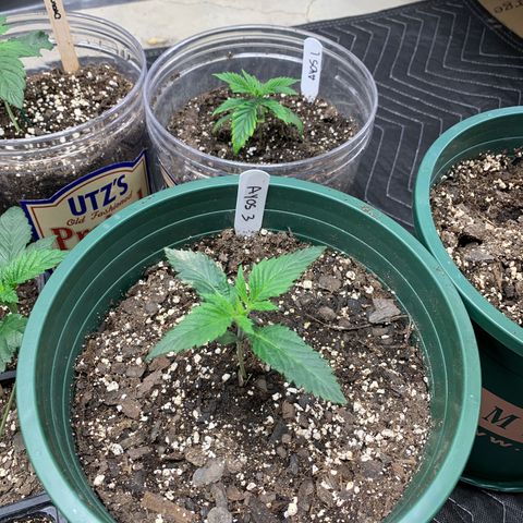 Ayos 1 growlog timeline photo