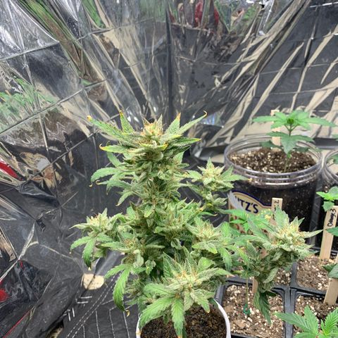 Solo Cup - Mango Smile growlog timeline photo