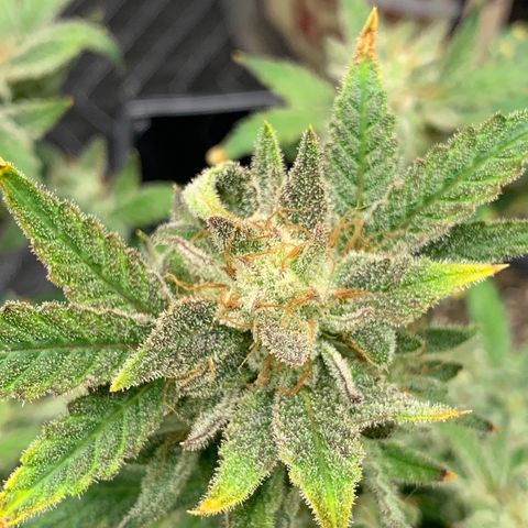 Solo Cup - Mango Smile growlog timeline photo