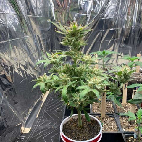 Solo Cup - Mango Smile growlog timeline photo