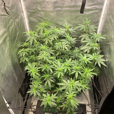Lemon Drop 2 growlog timeline photo