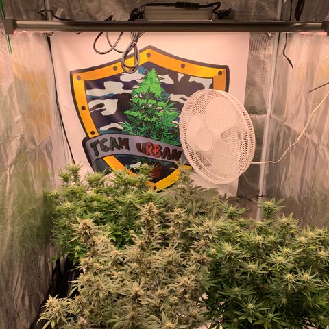 Ayos 1 growlog timeline photo