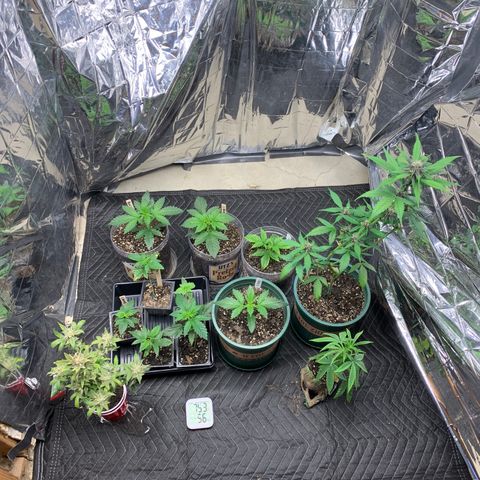 Ayos 1 growlog timeline photo