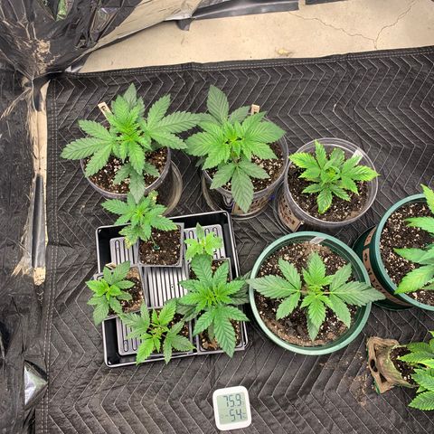 Ayos 1 growlog timeline photo