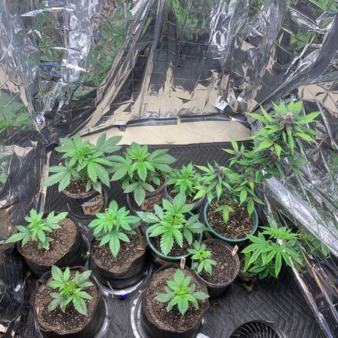 Ayos 1 growlog timeline photo