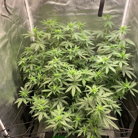 Lemon Drop 2 growlog timeline photo